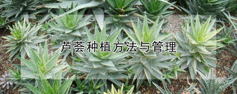 芦荟种植方法与管理