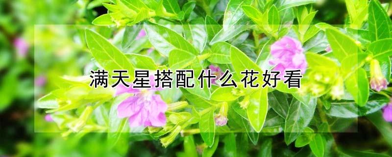 满天星搭配什么花好看