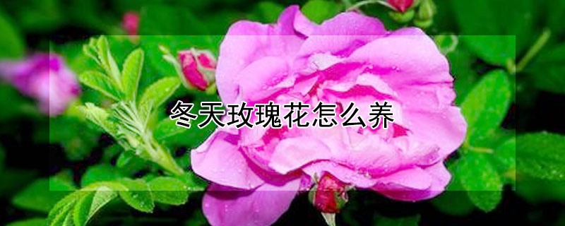 冬天玫瑰花怎么养