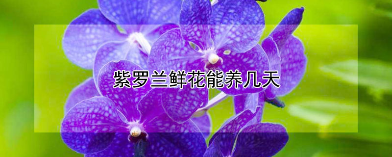 紫罗兰鲜花能养几天