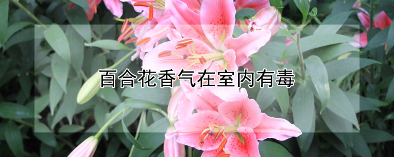 百合花香气在室内有毒