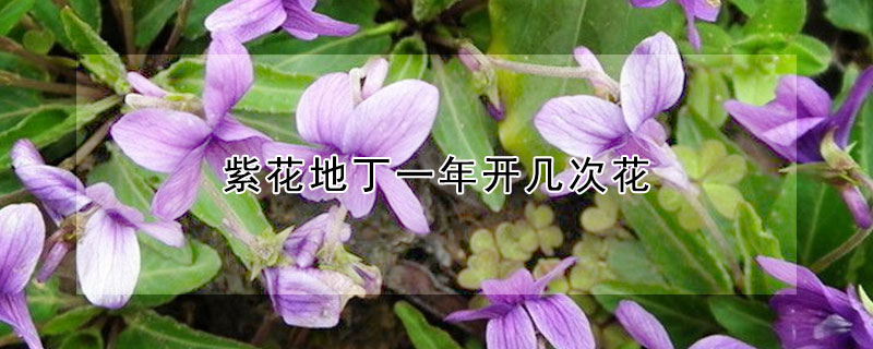 紫花地丁一年开几次花 紫花地丁花期长吗