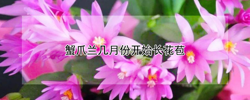 蟹爪兰几月份开始长花苞