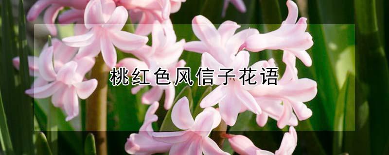 桃红色风信子花语（风信子花语粉色风信子）