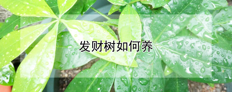 发财树如何养（发财树如何养护和注意事项）