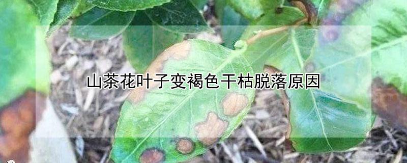 山茶花叶子变褐色干枯脱落原因（冬季山茶花叶子变褐色干枯脱落原因）