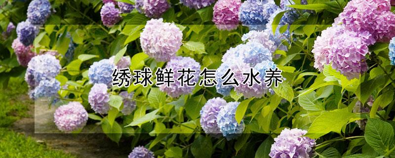 绣球鲜花怎么水养