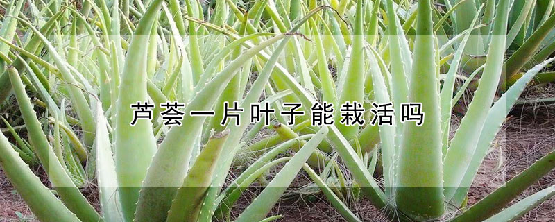 芦荟一片叶子能栽活吗