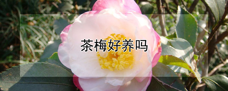 茶梅好养吗 茶梅好养活吗