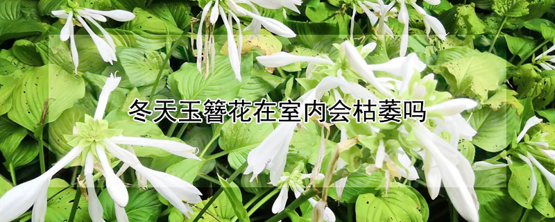 冬天玉簪花在室内会枯萎吗