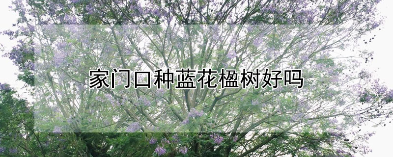 家门口种蓝花楹树好吗（蓝花楹树适合种在家里吗）