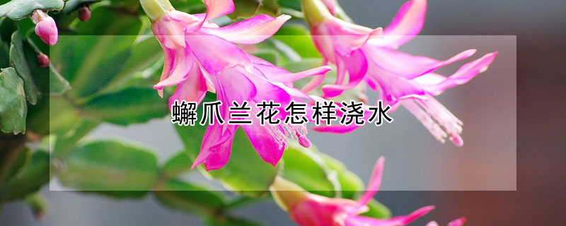 蠏爪兰花怎样浇水