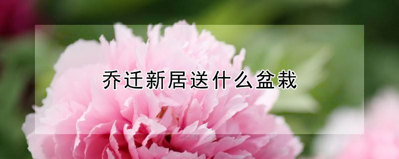 乔迁新居送什么盆栽