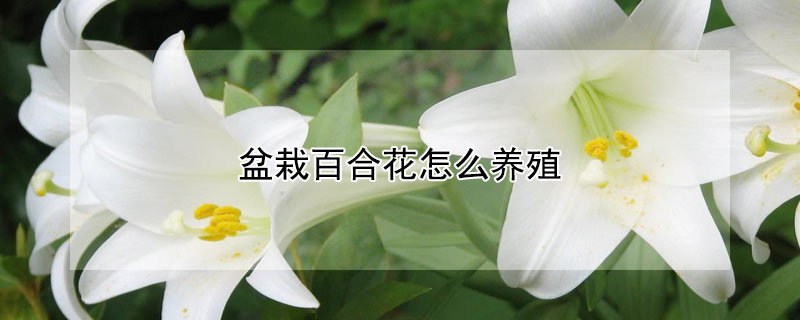 盆栽百合花怎么养殖