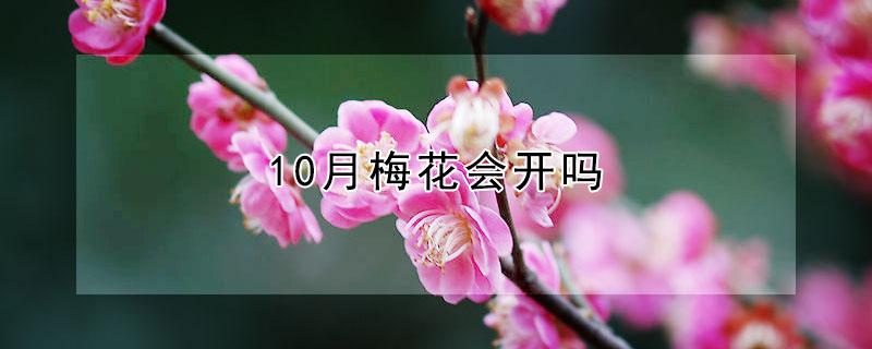 10月梅花会开吗