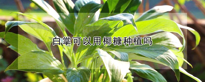 白掌可以用椰糠种植吗