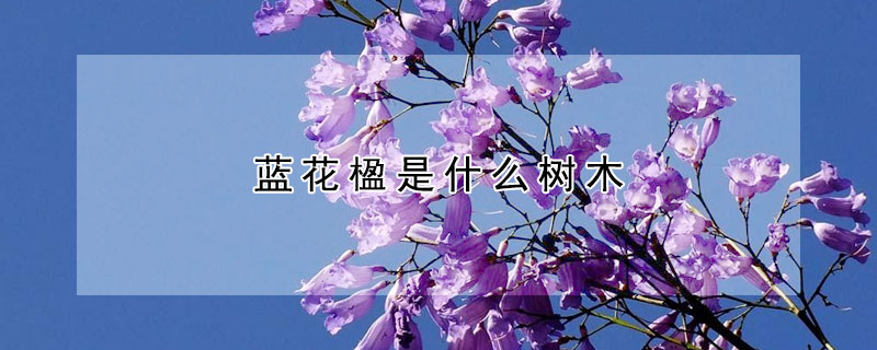 蓝花楹是什么树木（蓝花楹又叫什么树）