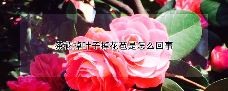 茶花掉叶子掉花苞是怎么回事