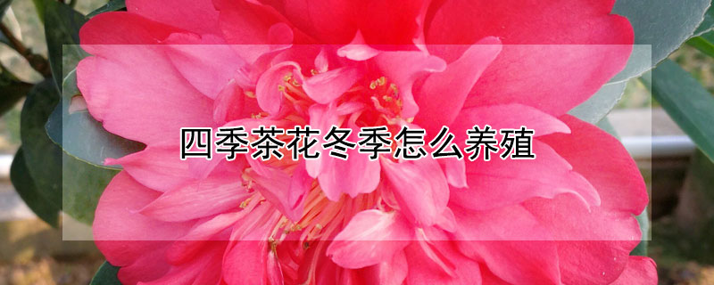 四季茶花冬季怎么养殖