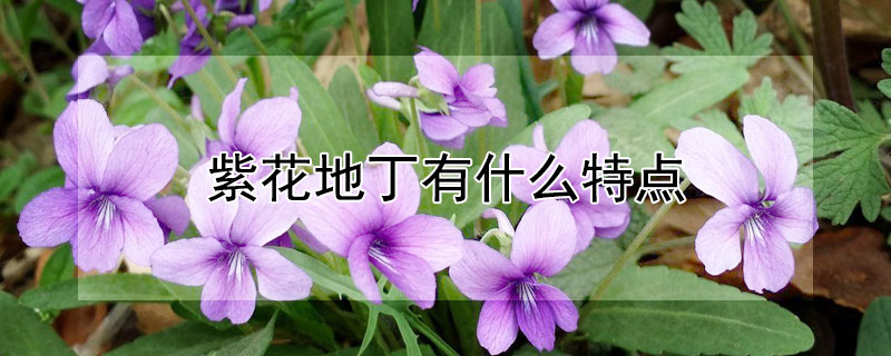 紫花地丁有什么特点 紫花地丁有几种类型