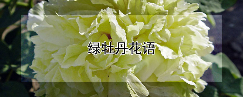 绿牡丹花语（绿牡丹花花语）