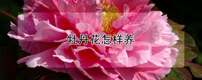 牡丹花怎样养