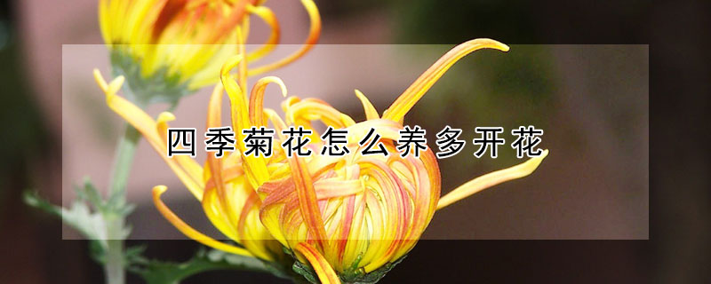 四季菊花怎么养多开花