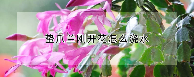 蛰爪兰刚开花怎么浇水