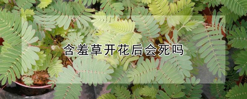 含羞草开花后会死吗