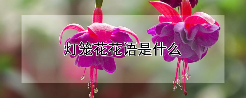 灯笼花花语是什么