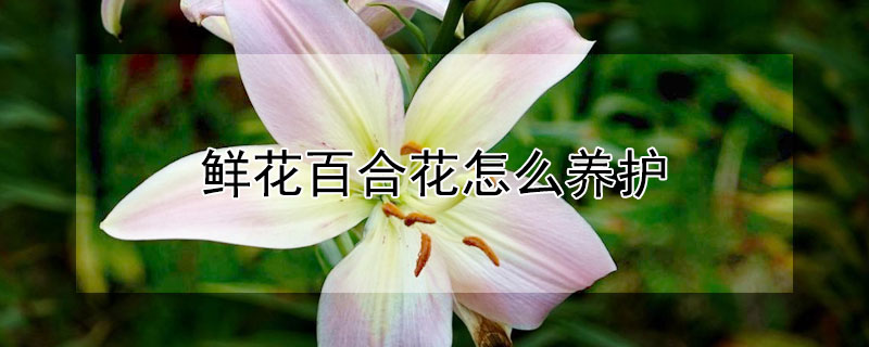 鲜花百合花怎么养护