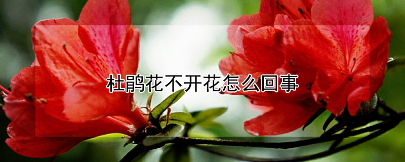 杜鹃花不开花怎么回事