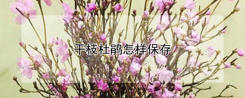 干枝杜鹃怎样保存