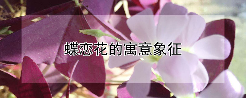 蝶恋花的寓意象征 蝶恋花的寓意象征意义