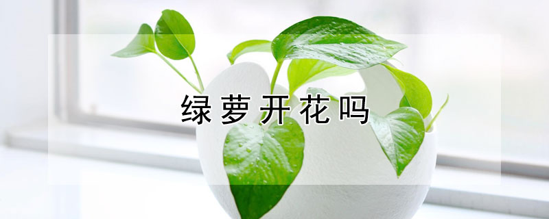 绿萝开花吗 绿萝开花吗图片欣赏