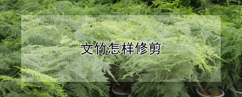 文竹怎样修剪