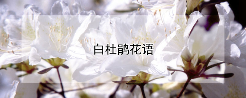 白杜鹃花语 白花杜鹃花语