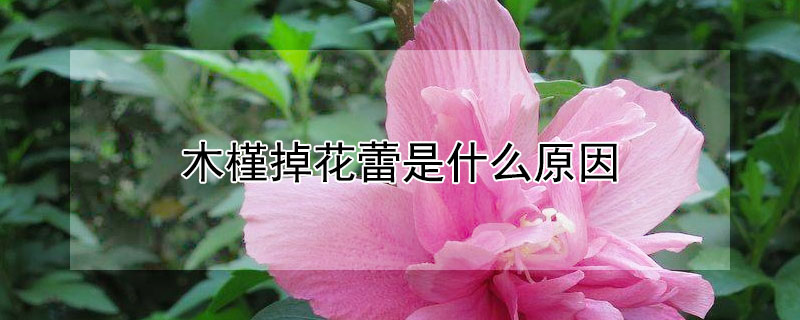 木槿掉花蕾是什么原因 木槿花蕾都掉了是怎么回事