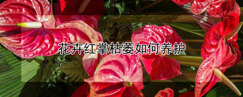 花卉红掌枯萎如何养护 红掌的花会枯萎吗