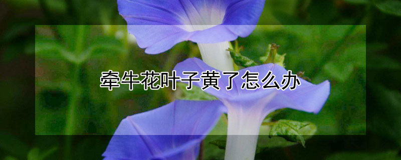 牵牛花叶子黄了怎么办