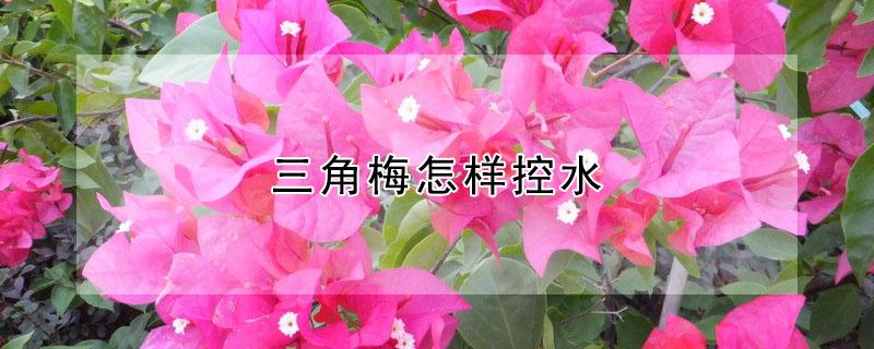 三角梅怎样控水