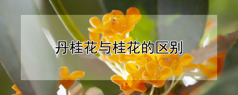 丹桂花与桂花的区别