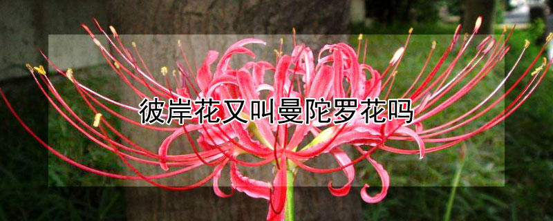 彼岸花又叫曼陀罗花吗（彼岸花也叫曼陀罗花吗）