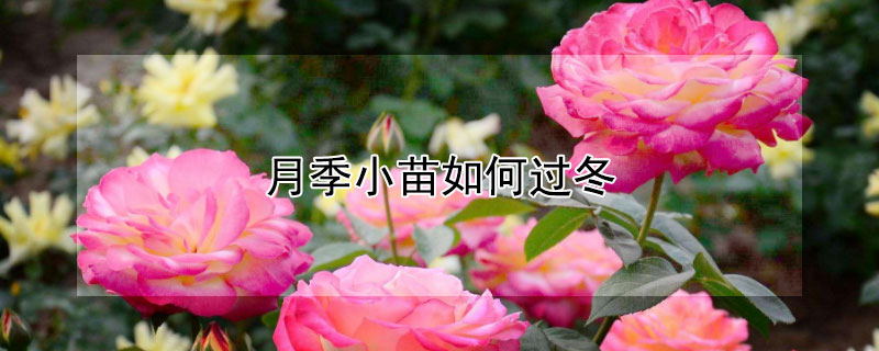 月季小苗如何过冬（月季花苗怎么过冬）