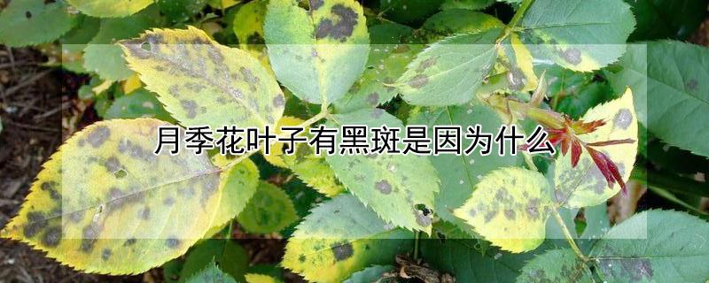 月季花叶子有黑斑是因为什么