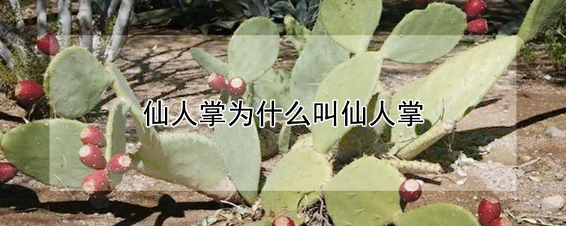 仙人掌为什么叫仙人掌