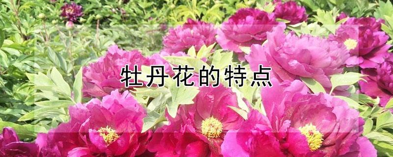 牡丹花的特点