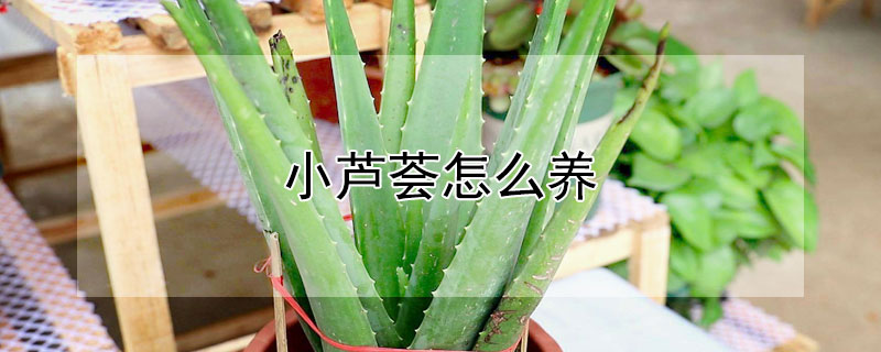 小芦荟怎么养