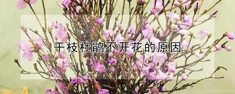 干枝杜鹃不开花的原因