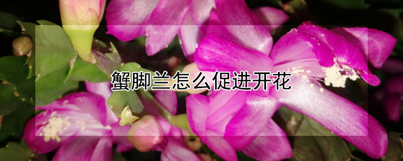 蟹脚兰怎么促进开花（蟹爪兰怎么促进开花）